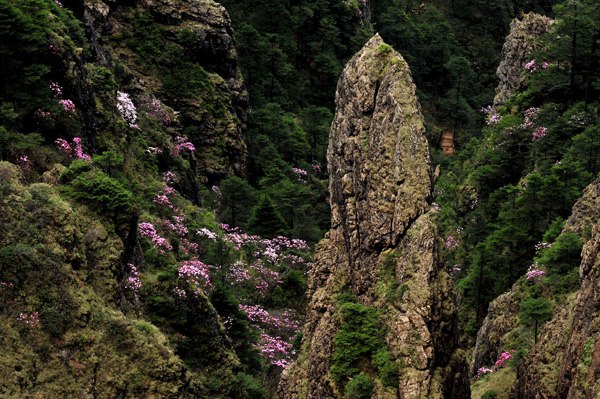 Scenery at Shennongjia, a forest area in Hubei province, which was recently listed as a UNESCOWorld Natural Heritage.(Photo/Xinhua) Scenery at Shennongjia, a forest area in Hubei province, which was recently listed as a UNESCOWorld Natural Heritage.(Photo/Xinhua)
