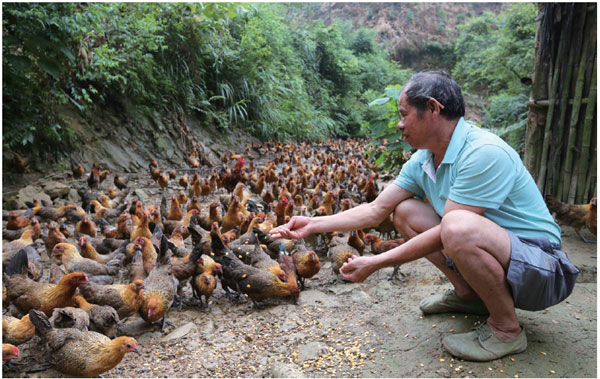 Regulations on the use of antibiotics in animal feed are not strictly enforced in China, and the country has no maximum residue limits for antibiotics detected in animal products such as meat and milk. TAn Kaixing / For China Daily Regulations on the use of antibiotics in animal feed are not strictly enforced in China, and the country has no maximum residue limits for antibiotics detected in animal products such as meat and milk. TAn Kaixing / For China Daily