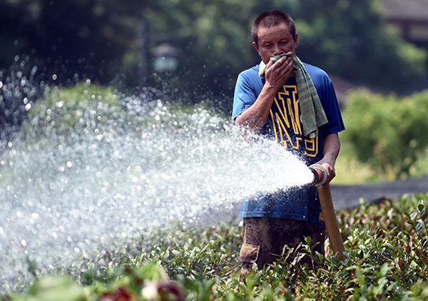 A worker waters tea trees in Hangzhou, Zhejiang province, in scorching weather on Monday. WANG DINGCHANG/XINHUA A worker waters tea trees in Hangzhou, Zhejiang province, in scorching weather on Monday. WANG DINGCHANG/XINHUA