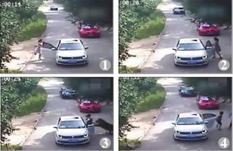 Surveillance video clips show the attack of a tiger on a woman. (Photo/Screenshot from Video) Surveillance video clips show the attack of a tiger on a woman. (Photo/Screenshot from Video)
