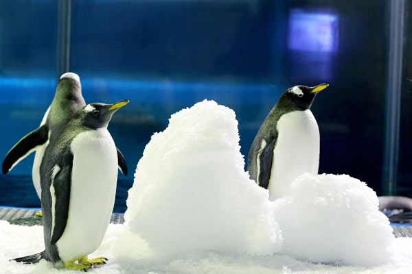 Penguins in a zoo in Shandong province have ice to cool them down. Zoo workers in different areas are helping the animals when high temperatures are recorded. (Photo by Zhang Jun/China Daily) Penguins in a zoo in Shandong province have ice to cool them down. Zoo workers in different areas are helping the animals when high temperatures are recorded. (Photo by Zhang Jun/China Daily)