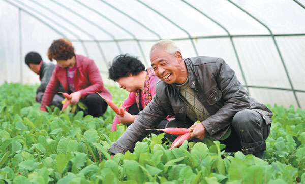 Liu Xiaoyang, a vegetable farmer in Chengxian, Gansu province, works in his greenhouse alongside fellow villagers. Zhang Meng/Xinhua Liu Xiaoyang, a vegetable farmer in Chengxian, Gansu province, works in his greenhouse alongside fellow villagers. Zhang Meng/Xinhua