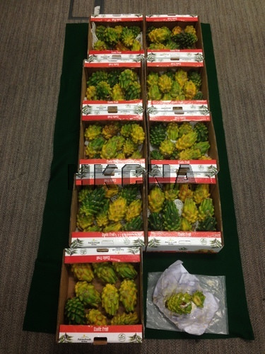 (Photo provided by Hong Kong China News Agency) (Photo provided by Hong Kong China News Agency)