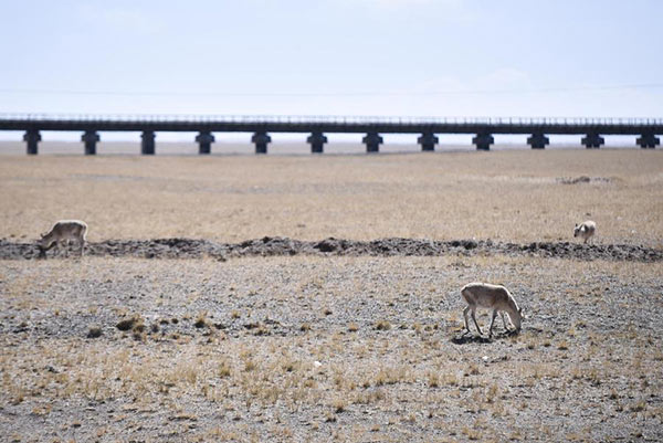 Tibetan antelopes at the Kekexili Nature Reserve. (Photo/Xinhua) Tibetan antelopes at the Kekexili Nature Reserve. (Photo/Xinhua)