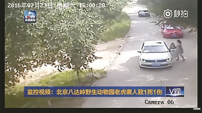 Screen shots of China Central Television show the two tourists being attacked by a Siberian tiger in Badaling Wildlife World in Beijing, July 23, 2016. Screen shots of China Central Television show the two tourists being attacked by a Siberian tiger in Badaling Wildlife World in Beijing, July 23, 2016.