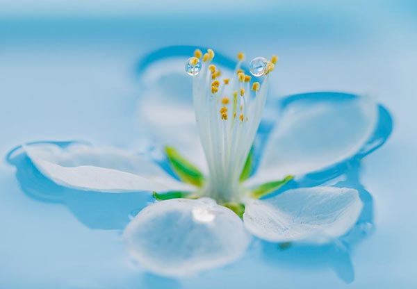 A peach flower is pictured in this photograph taken on April 11 in Hohhot, Inner Mongolia autonomous region. (Photo/Xinhua) A peach flower is pictured in this photograph taken on April 11 in Hohhot, Inner Mongolia autonomous region. (Photo/Xinhua)