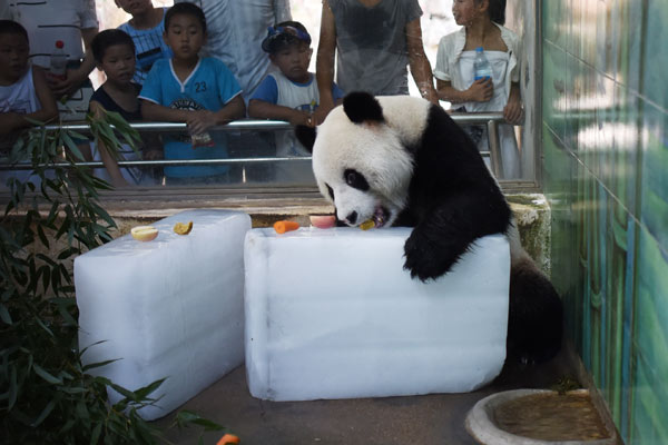 A panda enjoys some summer refreshments in a zoo in Hubei province. (Photo by Jin Siliu/China Daily) A panda enjoys some summer refreshments in a zoo in Hubei province. (Photo by Jin Siliu/China Daily)