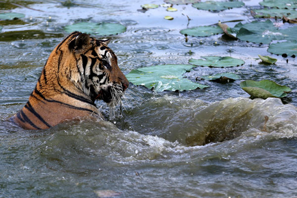 A tiger enjoys the cool in a pool in a zoo in Anhui province. (Photo by Shi Yalei/China Daily) A tiger enjoys the cool in a pool in a zoo in Anhui province. (Photo by Shi Yalei/China Daily)