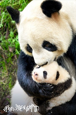 Promotional material for Born in China (Photo/Courtesy of Disneynature, SMG Pictures and Yoodoo Films) Promotional material for Born in China (Photo/Courtesy of Disneynature, SMG Pictures and Yoodoo Films)