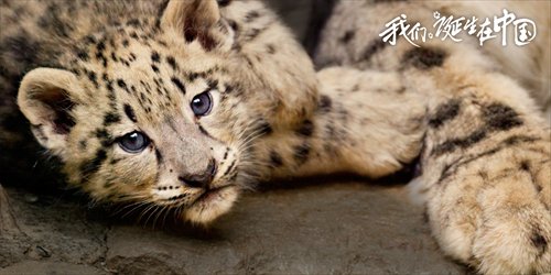 Promotional material for Born in China (Photo/Courtesy of Disneynature, SMG Pictures and Yoodoo Films) Promotional material for Born in China (Photo/Courtesy of Disneynature, SMG Pictures and Yoodoo Films)