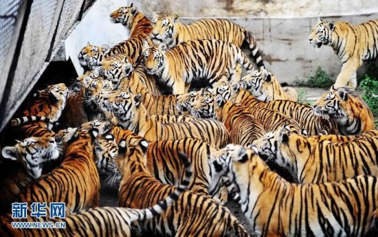File photo of Siberian tigers in Heilongjiang Siberian Tiger Park. (Photo/Xinhua) File photo of Siberian tigers in Heilongjiang Siberian Tiger Park. (Photo/Xinhua)