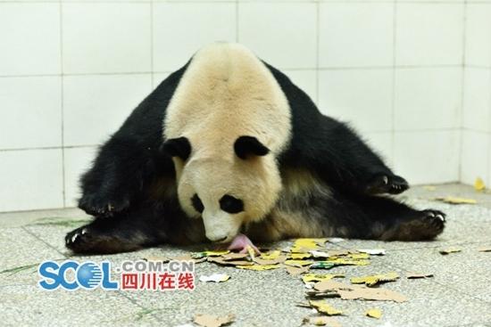 Chenggong gave birth to a male and a female cub around 1:34 a.m. on Tuesday. Chenggong gave birth to a male and a female cub around 1:34 a.m. on Tuesday.