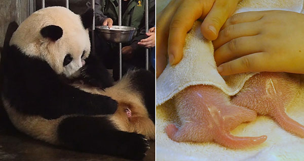 Left: Mother panda Chenggong gives birth to twins on Tuesday morning. Right: The newborn pandas receive good care.(Photo provided to China Daily) Left: Mother panda Chenggong gives birth to twins on Tuesday morning. Right: The newborn pandas receive good care.(Photo provided to China Daily)