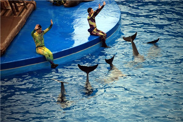 Trainers give directions to dolphins during a performance at Hong Kong's Ocean Park. ZHU WANCHANG/CHINA DAILY Trainers give directions to dolphins during a performance at Hong Kong's Ocean Park. ZHU WANCHANG/CHINA DAILY