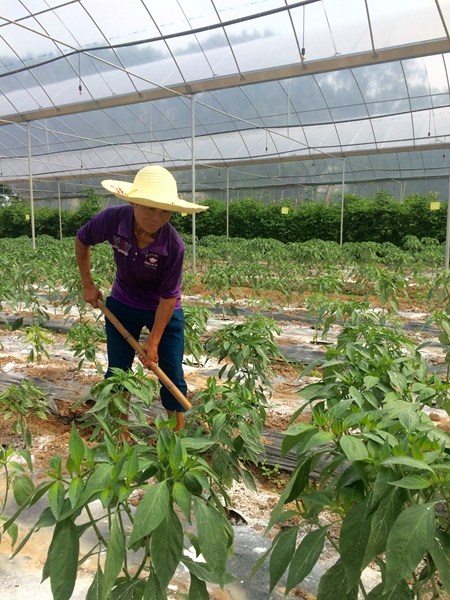 Yang Lanying, 56, works at the farm on the outskirts of Jiecunxiang, Xingguo county, Jiangxi province. (Photo by Adam Hegarty/chinadaily.com.cn) Yang Lanying, 56, works at the farm on the outskirts of Jiecunxiang, Xingguo county, Jiangxi province. (Photo by Adam Hegarty/chinadaily.com.cn)