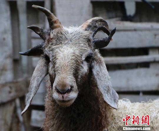 (Photo/Chinanews.com) (Photo/Chinanews.com)
