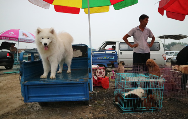 Liyuan Dog Market, once the largest pet dog market in North China, is now officially closed as the site is to be redeveloped. (Photo by Zou Hong/China Daily) Liyuan Dog Market, once the largest pet dog market in North China, is now officially closed as the site is to be redeveloped. (Photo by Zou Hong/China Daily)