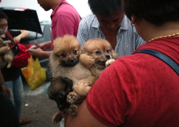 A buyer checks out some pooches in Liyuan Dog Market in August. (Photo by Zou Hong/China Daily) A buyer checks out some pooches in Liyuan Dog Market in August. (Photo by Zou Hong/China Daily)
