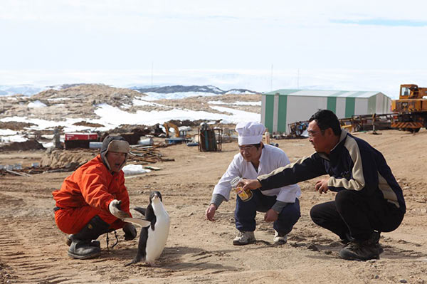 Chef Zhang Hui (center) and two colleagues at Zhongshan Station in Antarctica reaching out to help and feed a stranded penguin in 2011. Zhang spent 17 months as chief chef at the station. (Photos Provided to China Daily) Chef Zhang Hui (center) and two colleagues at Zhongshan Station in Antarctica reaching out to help and feed a stranded penguin in 2011. Zhang spent 17 months as chief chef at the station. (Photos Provided to China Daily)