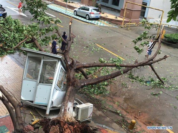A tree is blown down by gale in typhoon-hit Xiamen City, southeast China's Fujian Province, Sept. 15, 2016. Typhoon Meranti made landfall in Xiamen in the early morning on Thursday. (Photo: Xinhua/Zheng Jun) A tree is blown down by gale in typhoon-hit Xiamen City, southeast China's Fujian Province, Sept. 15, 2016. Typhoon Meranti made landfall in Xiamen in the early morning on Thursday. (Photo: Xinhua/Zheng Jun)
