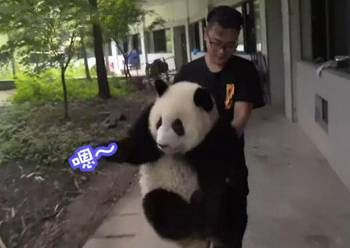 A video clip shows talk between a giant panda and her keeper. (Photo/Video snapshot) A video clip shows talk between a giant panda and her keeper. (Photo/Video snapshot)