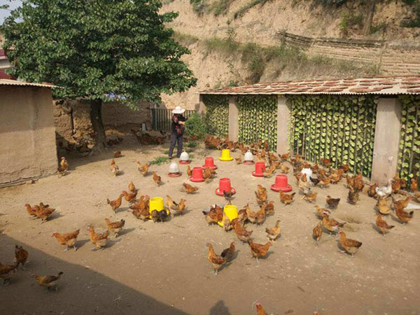 A villager in Shenjialing feeds the chickens she raises. (Photo by Ma Chi/chinadaily.com.cn) A villager in Shenjialing feeds the chickens she raises. (Photo by Ma Chi/chinadaily.com.cn)