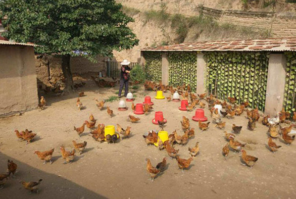 A villager in Shenjialing feeds the chickens she raises. (Photo by Ma Chi/chinadaily.com.cn) A villager in Shenjialing feeds the chickens she raises. (Photo by Ma Chi/chinadaily.com.cn)