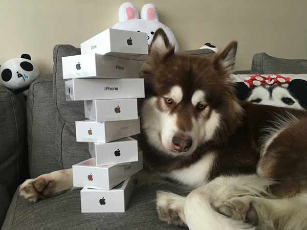 Wang Sicong's dog and stack of iPhone7. (Photo from Sina Weibo) Wang Sicong's dog and stack of iPhone7. (Photo from Sina Weibo)