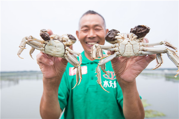 A farmer holds newly harvested crabs at Yangcheng Lake in Suzhou, Jiangsu province, on Friday. Yangcheng Lake hairy crabs, one of China's best bites of autumn, officially hit the market on Friday. The lake is expected to produce about 2,000 metric tons of hairy crabs this year. The price of big crabs will rise by 40 percent because of decreasing output. (Photo:China Daily/Xu Kangping) A farmer holds newly harvested crabs at Yangcheng Lake in Suzhou, Jiangsu province, on Friday. Yangcheng Lake hairy crabs, one of China's best bites of autumn, officially hit the market on Friday. The lake is expected to produce about 2,000 metric tons of hairy crabs this year. The price of big crabs will rise by 40 percent because of decreasing output. (Photo:China Daily/Xu Kangping)