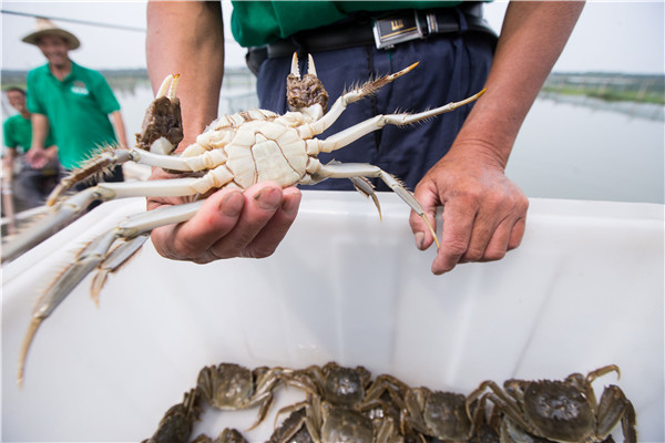 A farmer holds a newly harvested crab at Yangcheng Lake in Suzhou, Jiangsu province, on Friday. (Photo:China Daily/Xu Kangping) A farmer holds a newly harvested crab at Yangcheng Lake in Suzhou, Jiangsu province, on Friday. (Photo:China Daily/Xu Kangping)
