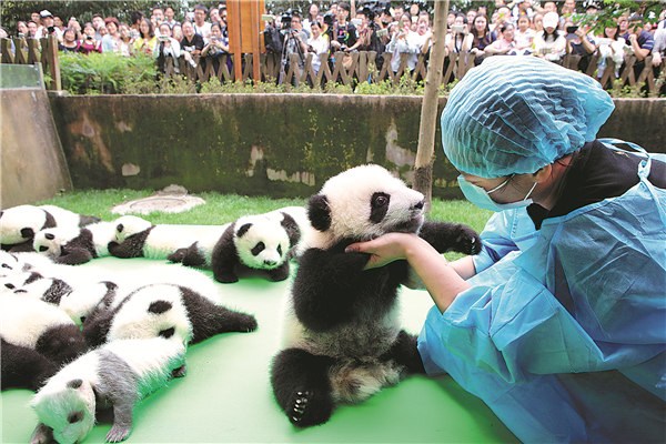 About 23 giant pandas born in 2016 are seen on a display at the Chengdu Research Base of Giant Panda Breeding on Thursday in Chengdu, Sichuan province. She Yi / For China Daily About 23 giant pandas born in 2016 are seen on a display at the Chengdu Research Base of Giant Panda Breeding on Thursday in Chengdu, Sichuan province. She Yi / For China Daily