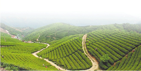 Jingshan tea (Photo/zjol.com.cn) Jingshan tea (Photo/zjol.com.cn)
