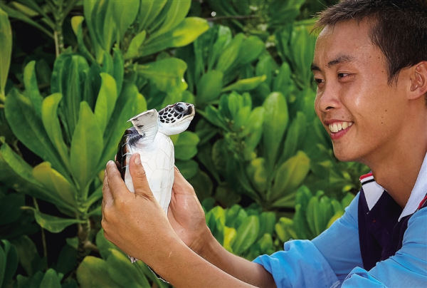 A worker feeds a sea turtle at a protection station in Sansha, Hainan province, in July (Photo: Hainan Daily/Zheng Mao) A worker feeds a sea turtle at a protection station in Sansha, Hainan province, in July (Photo: Hainan Daily/Zheng Mao)