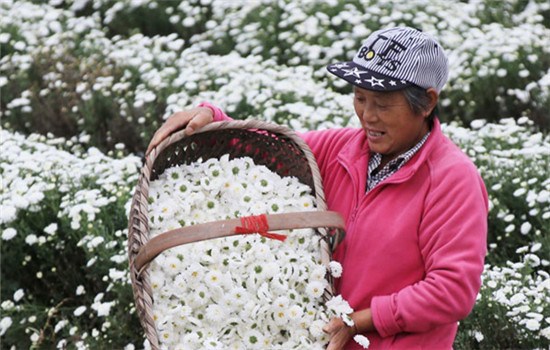 A farmer harvests chrysanthemum flowers in Xiuning, Anhui province, on Friday. Many farmers have increased their incomes by growing the flowers, which are used in herbal medicine. (Photo/China Daily) A farmer harvests chrysanthemum flowers in Xiuning, Anhui province, on Friday. Many farmers have increased their incomes by growing the flowers, which are used in herbal medicine. (Photo/China Daily)