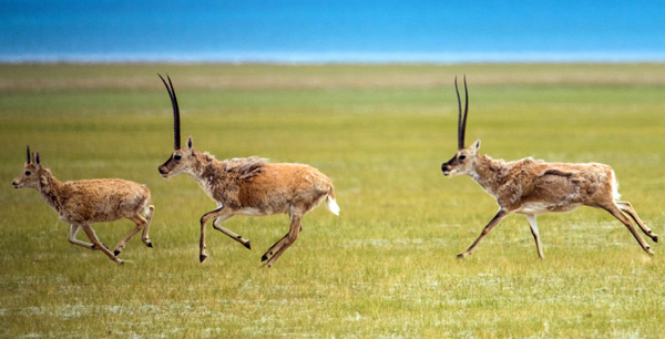 Tibetan antelopes cross grasslands at Nagqu prefecture in the Tibet autonomous region. The species' population has risen to 250,000, leading to a downgrading of its level of protection. (Photo/Xinhua) Tibetan antelopes cross grasslands at Nagqu prefecture in the Tibet autonomous region. The species' population has risen to 250,000, leading to a downgrading of its level of protection. (Photo/Xinhua)