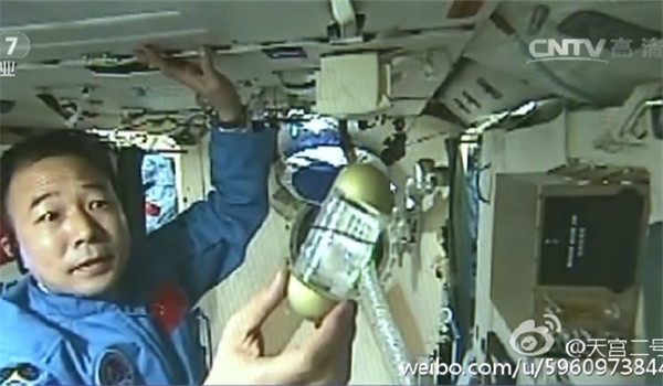 Astronaut Jing Haipeng shows the silkworm spinning in a container. (Photo from Sina Weibo) Astronaut Jing Haipeng shows the silkworm spinning in a container. (Photo from Sina Weibo)