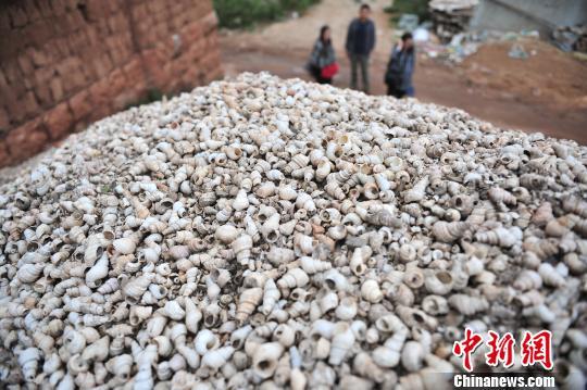 Piles of snail shells are dug out at the site in Yuxi. (Photo/China News Service) Piles of snail shells are dug out at the site in Yuxi. (Photo/China News Service)