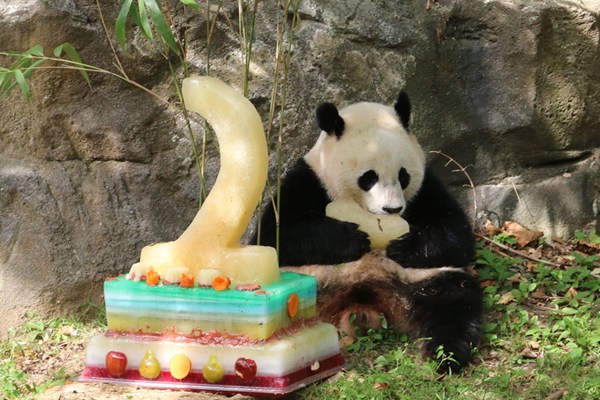 Giant panda Bao Bao celebrates her two-year birthday at the Smithsonian's National Zoo in Washington on Aug 23, 2015 amid a large crowd of fans. The birthday party came just a day after Bao Bao's mom, Mei Xiang, gave birth to two cubs at the zoo on Saturday. Bao Bao will leave for China in 2017. (Photo/China Daily) Giant panda Bao Bao celebrates her two-year birthday at the Smithsonian's National Zoo in Washington on Aug 23, 2015 amid a large crowd of fans. The birthday party came just a day after Bao Bao's mom, Mei Xiang, gave birth to two cubs at the zoo on Saturday. Bao Bao will leave for China in 2017. (Photo/China Daily)