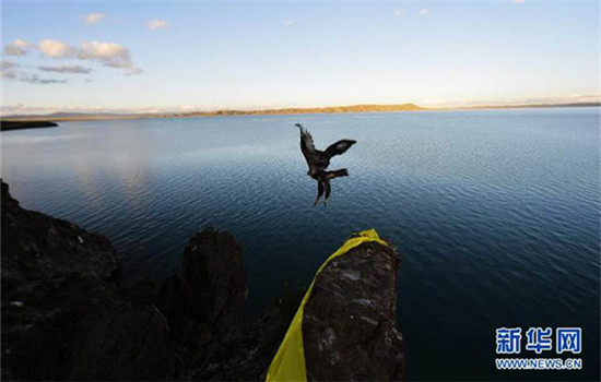 An eagle flies over the Gyaring Lake in Madoi county in Southwest China's Tibet autonomous region. (Photo/Xinhua) An eagle flies over the Gyaring Lake in Madoi county in Southwest China's Tibet autonomous region. (Photo/Xinhua)