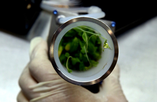 A sample of the thale cress that returned to Earth along with the astronauts in the Shenzhou XI reentry capsule. (Photo: Xinhua /Jin Liwang) A sample of the thale cress that returned to Earth along with the astronauts in the Shenzhou XI reentry capsule. (Photo: Xinhua /Jin Liwang)