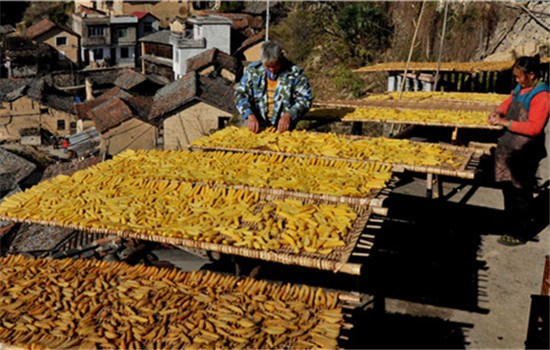 Villagers dry newly harvested sweet potatoes under the sun. (WANG KAIHAO/CHINA DAILY) Villagers dry newly harvested sweet potatoes under the sun. (WANG KAIHAO/CHINA DAILY)