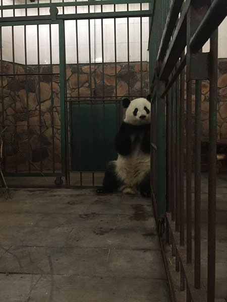 Mei Huan, one of the twin sisters, at the Chengdu Research Base of Giant Panda Breeding in Sichuan.[Photo provided to China Daily) Mei Huan, one of the twin sisters, at the Chengdu Research Base of Giant Panda Breeding in Sichuan.[Photo provided to China Daily)