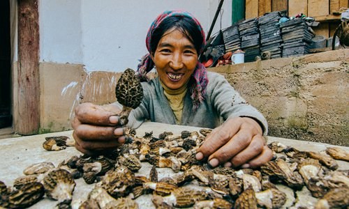 Yang Xiuchuan, one of the beneficiaries of Oxfam Hong Kong's microcredit program, shows her homegrown edible fungus in her village in Lijiang, Yunnan Province. (Photo/Oxfam Hong Kong) Yang Xiuchuan, one of the beneficiaries of Oxfam Hong Kong's microcredit program, shows her homegrown edible fungus in her village in Lijiang, Yunnan Province. (Photo/Oxfam Hong Kong)
