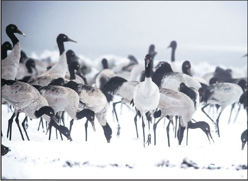 Black-necked cranes return to their winter habitat at wetland in Dashanbao Nature Reserve in Yunnan province.Hu Chao / Xinhua Black-necked cranes return to their winter habitat at wetland in Dashanbao Nature Reserve in Yunnan province.Hu Chao / Xinhua
