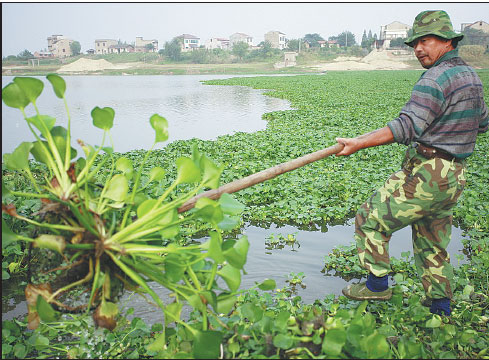 Invasive plants have become a threat to conservation of the Yangtze River wetland.Wei Baoyu / For China Daily Invasive plants have become a threat to conservation of the Yangtze River wetland.Wei Baoyu / For China Daily