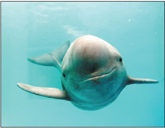 A captive Yangtze finless porpoise at the Institute of Hydrobiology at the Chinese Academy of Sciences in Wuhan, Hubei province.Kent Truog / For China Daily A captive Yangtze finless porpoise at the Institute of Hydrobiology at the Chinese Academy of Sciences in Wuhan, Hubei province.Kent Truog / For China Daily