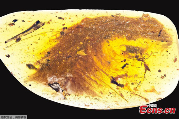 A chunk of amber - fossilized resin - spotted by a Chinese scientist in a market in Myitkyina, Myanmar, last year shows the tip of a preserved dinosaur tail section in this image released by the Royal Saskatchewan Museum in Canada on December 8, 2016. (Photo/Agencies) A chunk of amber - fossilized resin - spotted by a Chinese scientist in a market in Myitkyina, Myanmar, last year shows the tip of a preserved dinosaur tail section in this image released by the Royal Saskatchewan Museum in Canada on December 8, 2016. (Photo/Agencies)