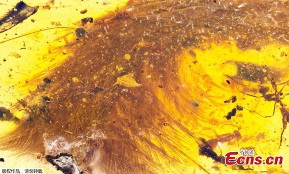A chunk of amber - fossilized resin - spotted by a Chinese scientist in a market in Myitkyina, Myanmar, last year shows the tip of a preserved dinosaur tail section in this image released by the Royal Saskatchewan Museum in Canada on December 8, 2016. (Photo/Agencies) A chunk of amber - fossilized resin - spotted by a Chinese scientist in a market in Myitkyina, Myanmar, last year shows the tip of a preserved dinosaur tail section in this image released by the Royal Saskatchewan Museum in Canada on December 8, 2016. (Photo/Agencies)