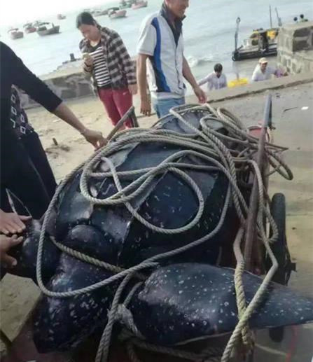 Pictured is the more than 200-kilogram leatherback sea turtle before it was slaughtered in Zhanjiang, Guangdong Province on Tuesday. (Photo/Screenshot) Pictured is the more than 200-kilogram leatherback sea turtle before it was slaughtered in Zhanjiang, Guangdong Province on Tuesday. (Photo/Screenshot)