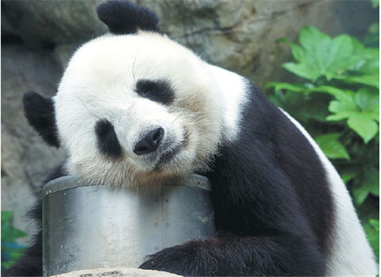 Le Le: born in captivity in 2005 Age: 11 Sex: male Weight: 125 kg Age when brought to Hong Kong: 2 Appearance: pointy snout, shiny fur Likes: playing in water, swinging his legs, sitting on tree branches Additional information: Le Le has a larger appetite than his peers, eating about 15 kg to 17 kg of bamboo every day. Le Le: born in captivity in 2005 Age: 11 Sex: male Weight: 125 kg Age when brought to Hong Kong: 2 Appearance: pointy snout, shiny fur Likes: playing in water, swinging his legs, sitting on tree branches Additional information: Le Le has a larger appetite than his peers, eating about 15 kg to 17 kg of bamboo every day.